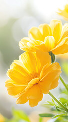 Fototapeta premium Bright yellow marigolds glowing under soft sunlight, evoking warmth and serenity