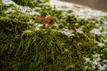green young moss covered with meltm snow, natural background