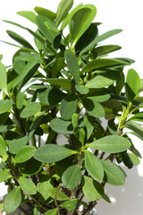 Obraz premium Euphorbia milii