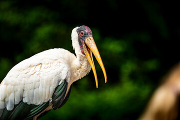 portrait of a white pelican