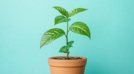 Obraz premium A young tea plant growing in a terracotta pot, surrounded by subtle light against a pale blue background