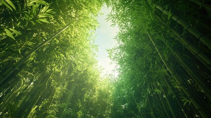 A lush bamboo forest filled with vibrant green stalks, their heights stretching toward the sky and forming a calming natural tunnel