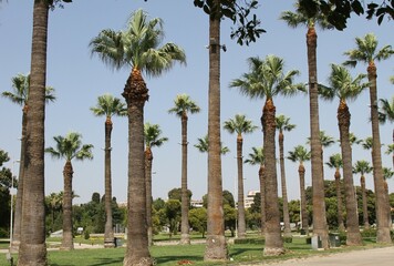 palm trees in the park