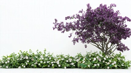 Obraz premium a flower bush surrounded by climbing ivy, with a deep purple tree providing a dramatic contrast to the crisp white background.