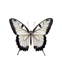 Naklejka premium common mime butterfly