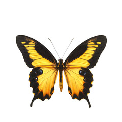 Obraz premium golden heliconian butterfly