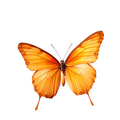 butterfly on white background
