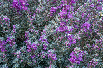 floral background of blooming Leucophyllum frutescens in a park close up shallow depth of field