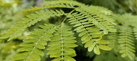 green fern leaves, Natural Beauty: Exploring the Pinnate Leaf, Green Pinnate Leaves Hanging in a...