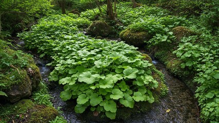 Obraz premium Wild wasabi thriving in forest stream