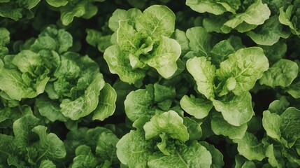 a vast lettuce field, the vibrant green leaves thriving under perfect farming conditions, showcasing natural agriculture.