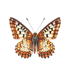 Naklejka premium vibrant and detailed marsh fritillary butterfly