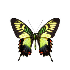 Naklejka premium Vibrant green-banded urania butterfly isolated on transparent background