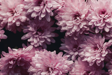 Bouquet of soft pink chrysanthemums in dark key, floral background with depth