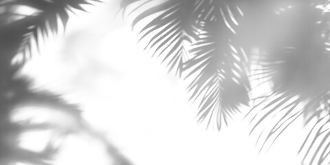 Soft shadows of palm tree leaves isolated on a transparent background