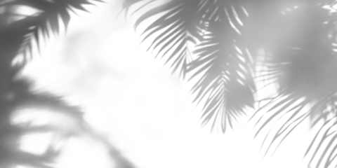 Soft shadows of palm tree leaves isolated on a transparent background