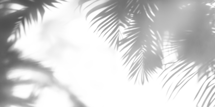 Soft shadows of palm tree leaves isolated on a transparent background