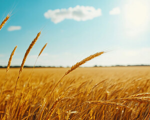 Fototapeta premium A golden wheat field stretches under a bright blue sky, dotted with fluffy clouds, showcasing the beauty of nature and agriculture.
