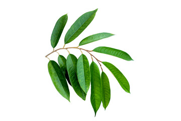 Durian leaves on white background.