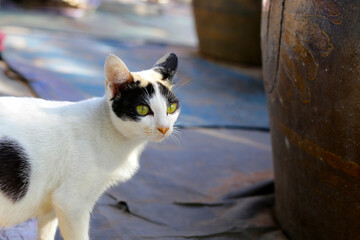 Little white cat, Cute Thai cat