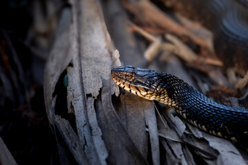 Brown banded watersnake