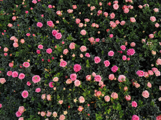blooming pink rose flower decorating on the wall