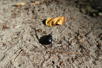 a shiny black beetle crawls on the sand background