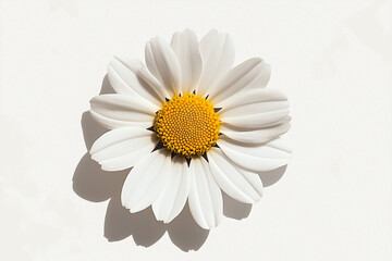 Chamomile's Delicate Beauty: Captivating close-up of a chamomile flower with vibrant yellow center and pure white petals.