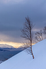 Beautiful small trees growing in the mountains above nordic fjords. Norway winter landscape during arctic day. Arctic nature in Scandinavia during winter season.