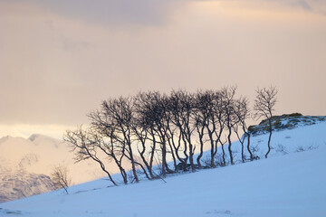 Beautiful small trees growing in the mountains above nordic fjords. Norway winter landscape during arctic day. Arctic nature in Scandinavia during winter season.