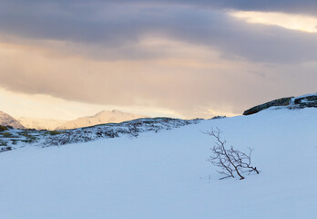 Beautiful small trees growing in the mountains above nordic fjords. Norway winter landscape during arctic day. Arctic nature in Scandinavia during winter season.