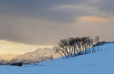 Beautiful small trees growing in the mountains above nordic fjords. Norway winter landscape during arctic day. Arctic nature in Scandinavia during winter season.