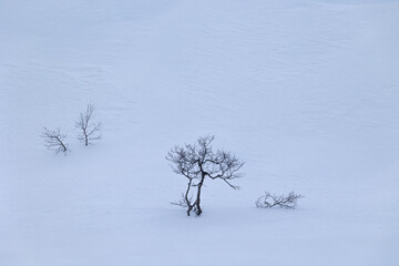 Beautiful small trees growing in the mountains above nordic fjords. Norway winter landscape during arctic day. Arctic nature in Scandinavia during winter season.