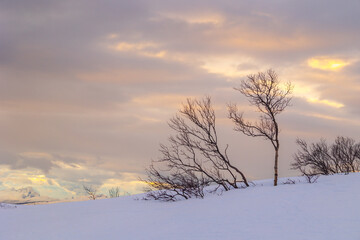 Beautiful small trees growing in the mountains above nordic fjords. Norway winter landscape during arctic day. Arctic nature in Scandinavia during winter season.