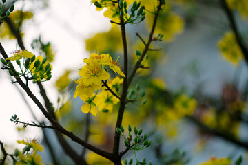 A close-up of yellow apricot blossoms (Ochna integerrima) with budding flowers on dark branches, symbolizing Tet in Vietnam, against a blurred background.