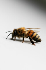 Bee on white background beauty