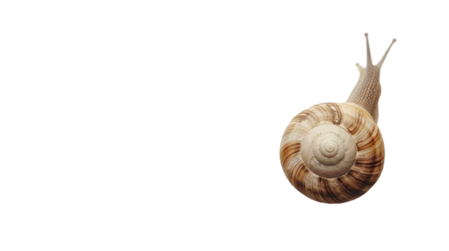 Snail sliding on transparent background, showing its shell and body - Powered by Adobe