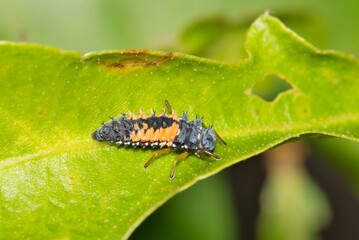 Asian Lady beetle larvae insect plant stem nature pest control agriculture.