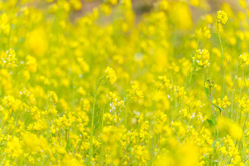 菜の花が広がる春の風景