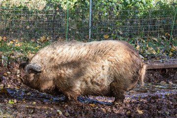 Mangalica Schwein / Wollschwein in Schlammsuhle