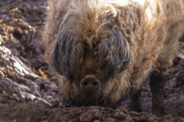 Mangalica Schwein / Wollschwein in Schlammsuhle