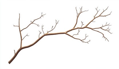 Dry Branch with Multiple Twigs Isolated on White Background