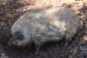 Mangalica Schwein / Wollschwein in der Schlammsuhle