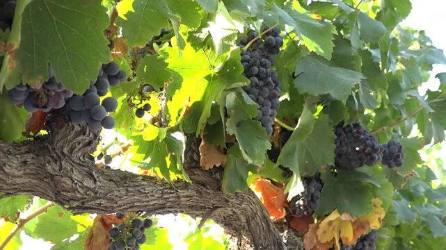 Medium shot of sunlit grape clusters ripening in August, Arag&oacute;n, Spain - 442
