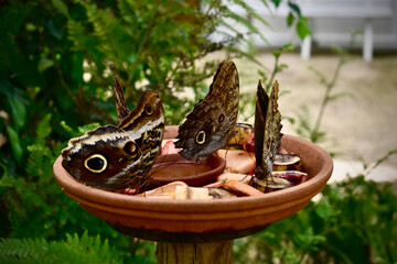 Papillons butinant des fruits