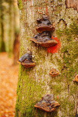 mushroom on tree trunks or stumps in the forest. Cannot be eaten, can cause poisoning.