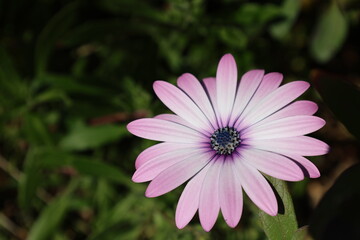 Obraz premium Pink flower greenery. osteospermum High quality photo