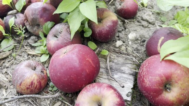 Fallen and rotten red juicy apples in orchard, spoiled food because of rich harvest, overripe wormy and moldy fruits on the ground ready for compost pit filling, biodegradable elements being natural