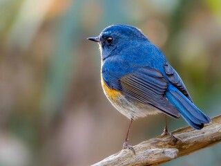 森の中で枯れ木に留まって周りを見渡しているルリビタキの雄