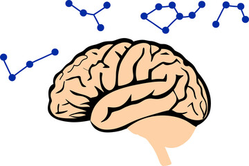 A detailed illustration of the human brain, symbolizing intelligence, creativity, and neural activity. Perfect for educational, medical, and scientific content related to cognition and mental processe